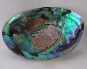 Large Rainbow Paua Abalone Shell Polished New Zealand Seashell (Incense Burner)