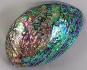 Large Rainbow Paua Abalone Shell Polished New Zealand Seashell (Incense Burner)